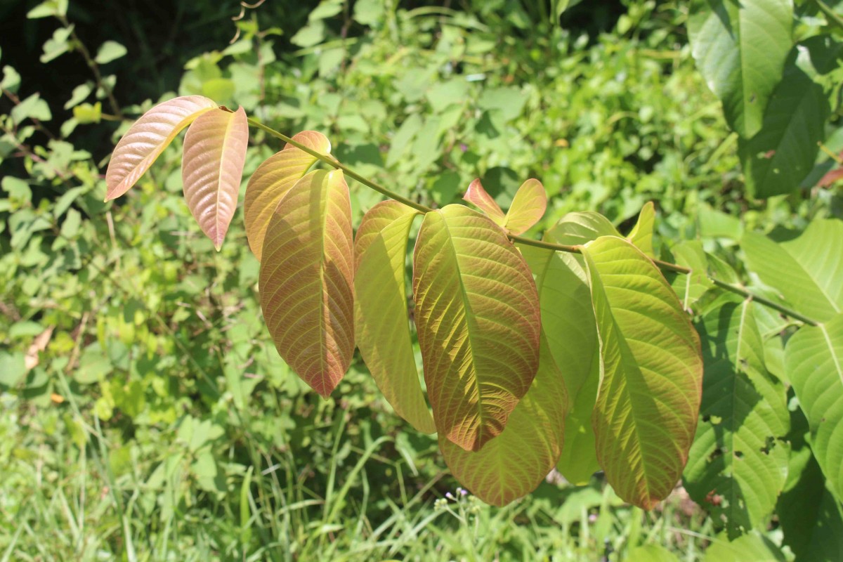 Combretum acuminatum Roxb.